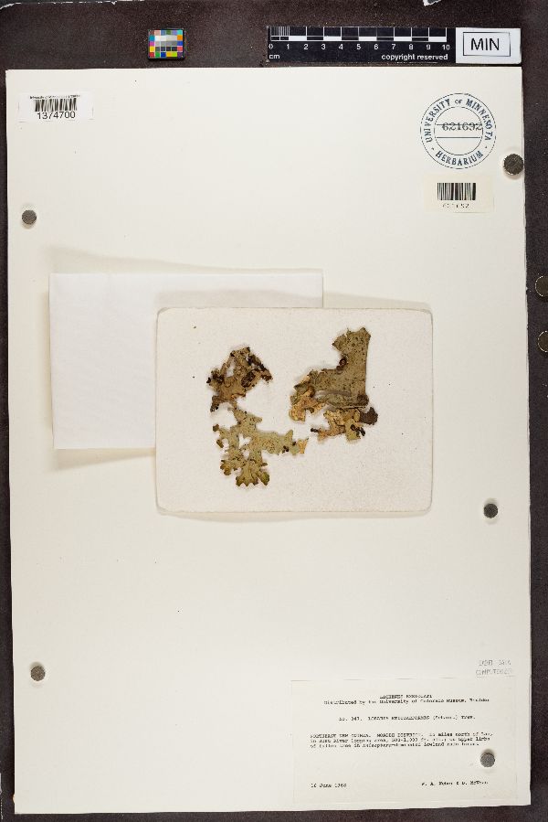 Lobaria stictaeformis image