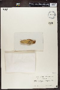 Image of Ocellularia alba