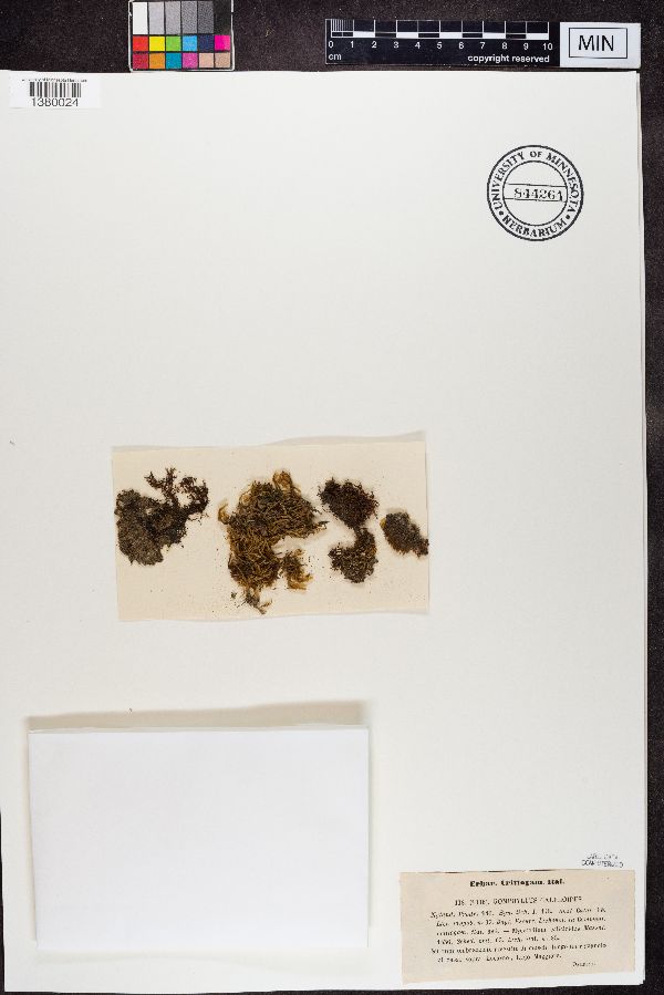 Gomphillus calycioides image