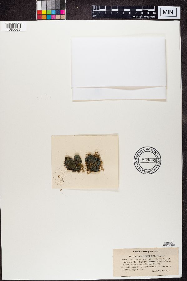 Leptogium cimiciodorum image