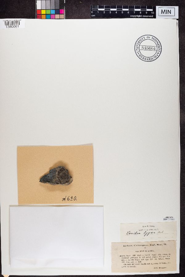 Fuscidea lygaea image