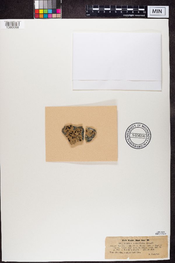 Lecanora marginata image