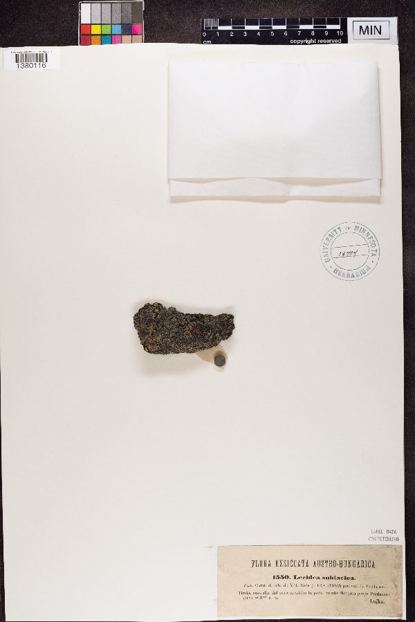 Lecidea sublactea image