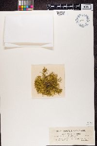 Evernia vulpina image