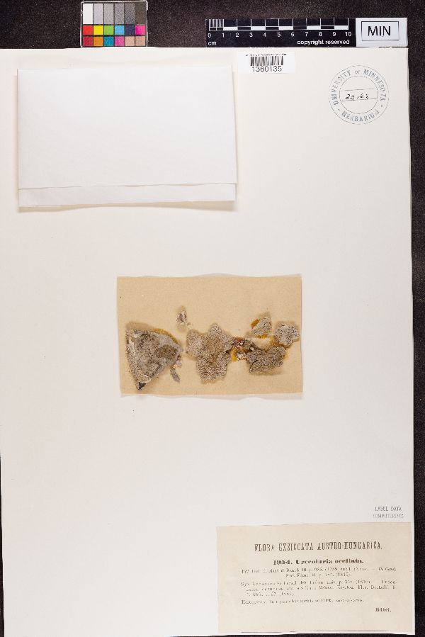 Urceolaria ocellata image