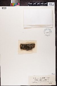Collema microphyllum image