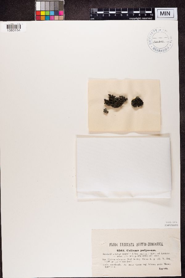 Collema pulposum image