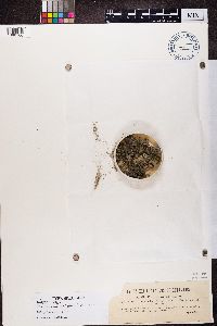 Image of Moelleropsis nebulosa