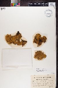 Lobaria scrobiculata image