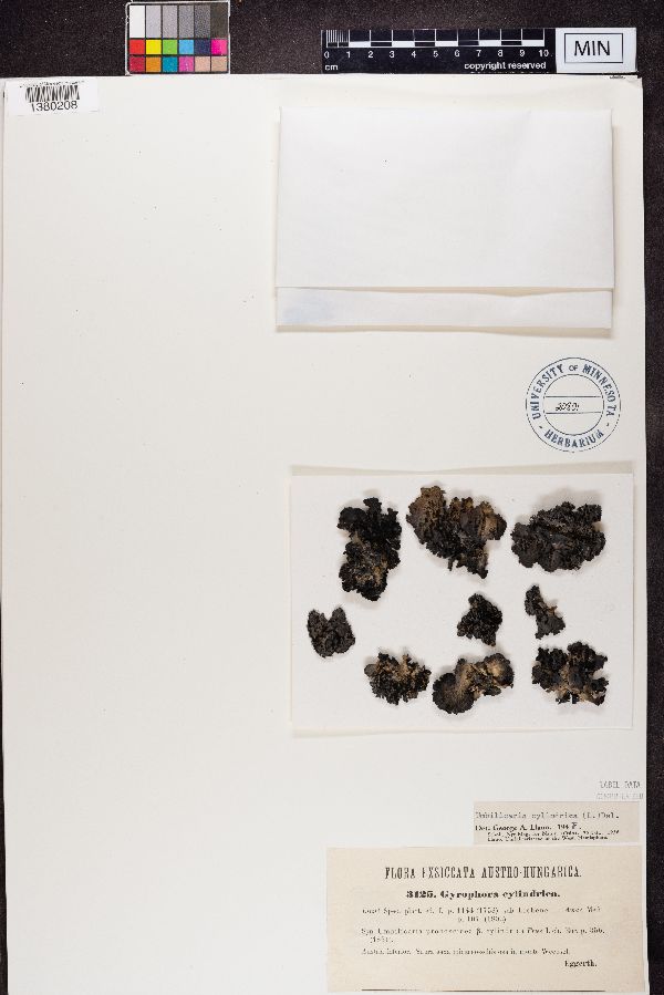 Gyrophora cylindrica image