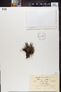 Image of Cladonia subulata