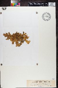 Plectocarpon lichenum image