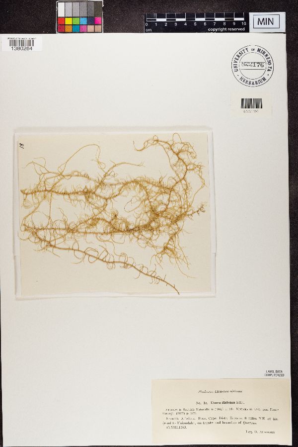 Usnea distensa image