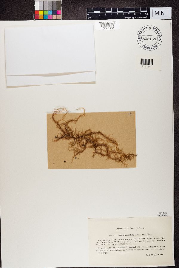 Usnea horridula image