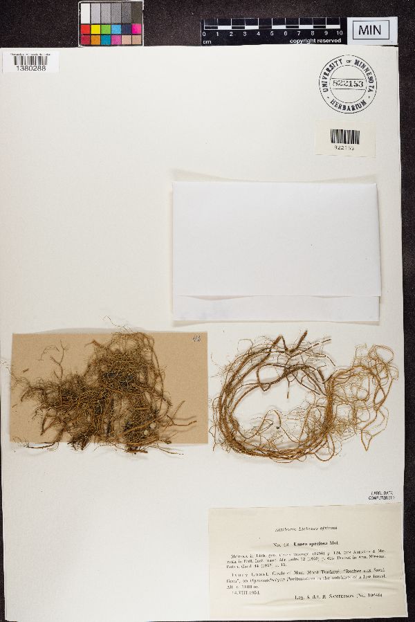 Usnea speciosa image