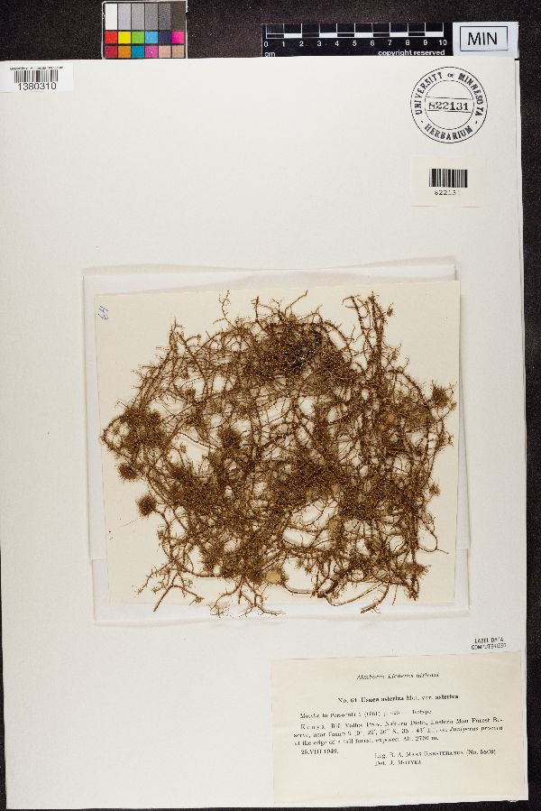 Usnea asteriza var. asteriza image