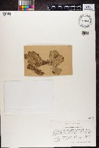 Sticta ambavillaria image