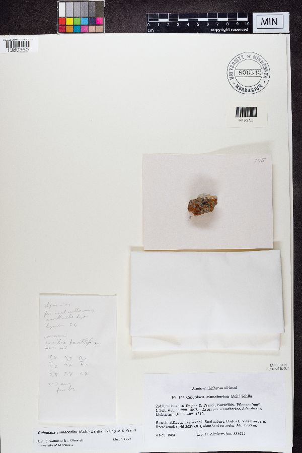 Caloplaca cinnabarina image