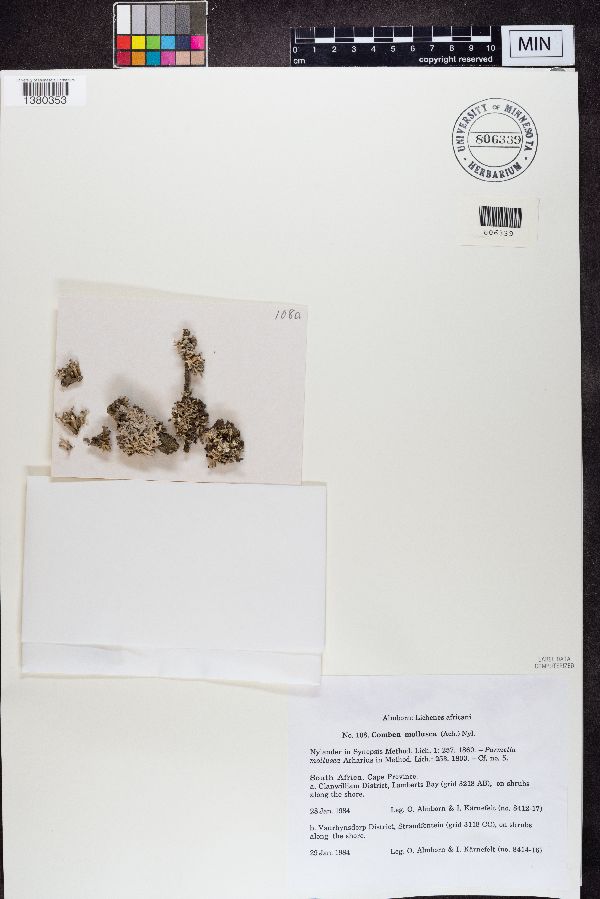 Combea mollusca image