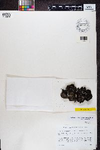 Catapyrenium waltheri image