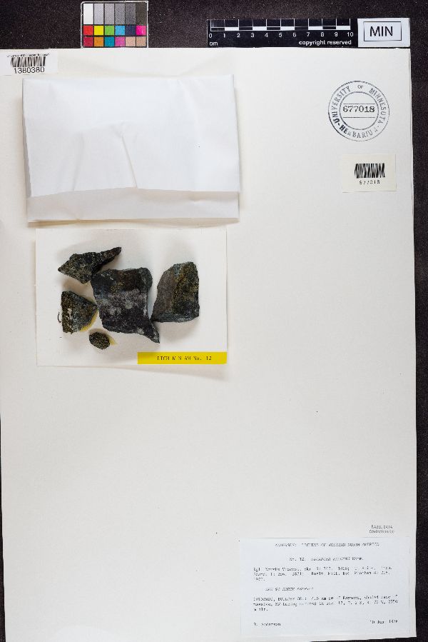 Lecanora reagens image