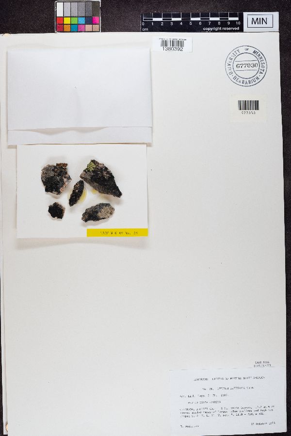 Lecidea extenuata image