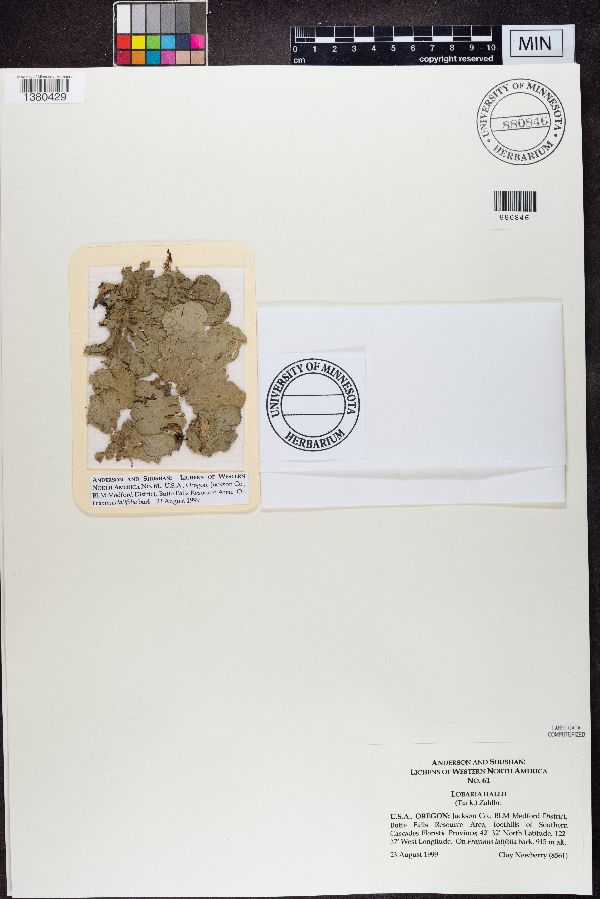 Lobaria hallii image