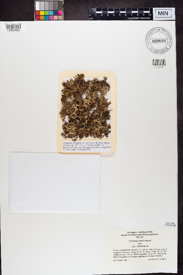 Cetraria ericetorum subsp. ericetorum image