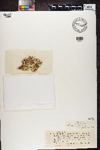 Cladonia convoluta image