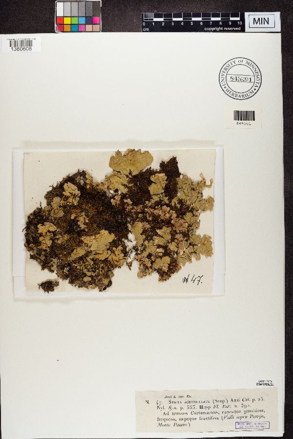 Lobaria scrobiculata image