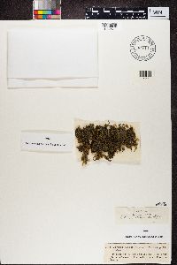 Image of Scytinium lichenoides