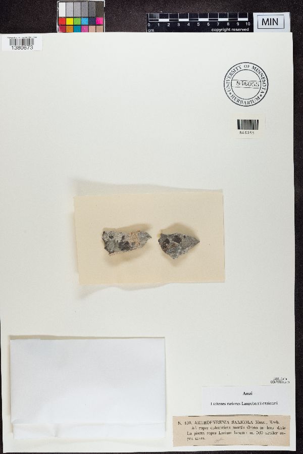 Arthopyrenia saxicola image