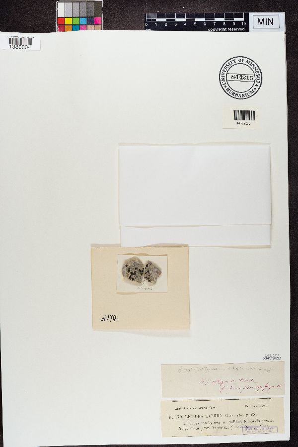 Lecidea tumida image