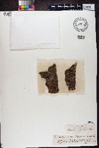 Image of Cladonia caespiticia
