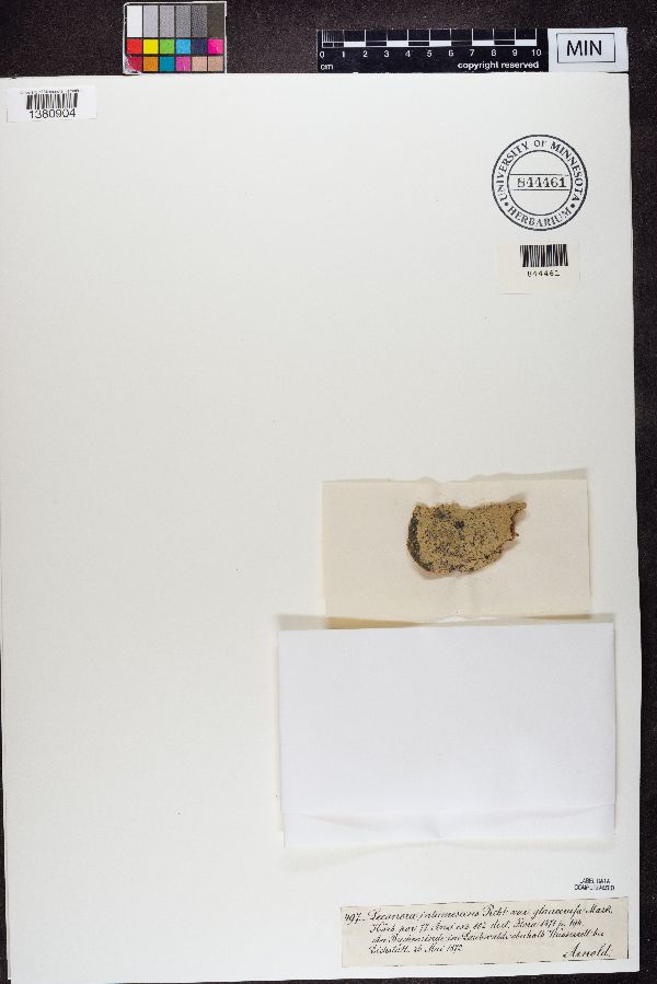 Lecanora intumescens image