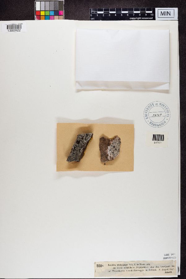 Lecidea platycarpa f. trullisata image