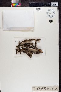 Imbricaria exasperatula image