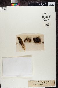Placynthiella icmalea image