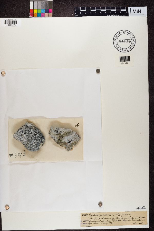 Lecidea promiscens image