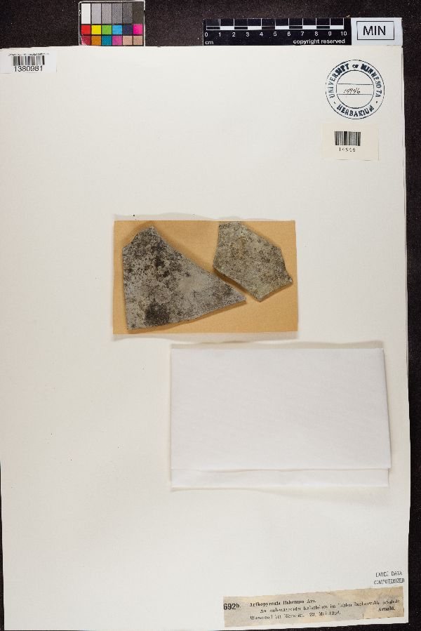 Arthopyrenia lichenum image