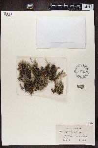 Cladonia squamosa image