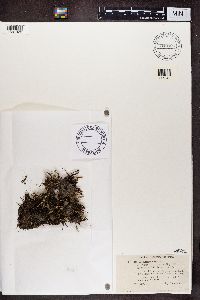 Cladonia verticillata var. evoluta image
