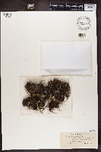 Cladonia chlorophaea f. costata image