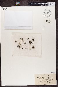 Cladonia pleurota image