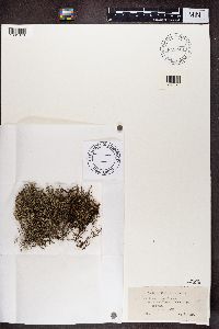Cladonia furcata image