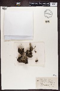 Cladonia macilenta image