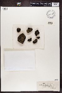 Cladonia strepsilis image