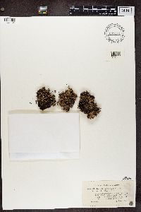 Cladonia strepsilis f. coralloidea image