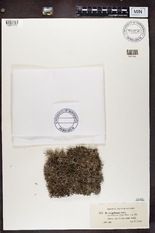 Cladonia rangiformis var. sorediophora image