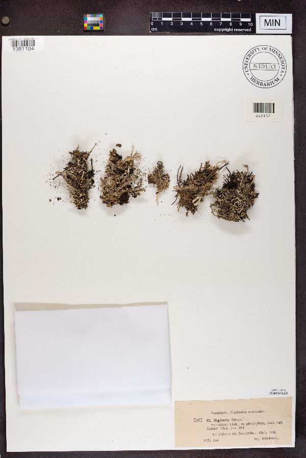 Cladonia digitata var. monstrosa image
